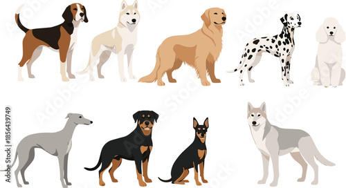 Different dog breeds vector illustration set featuring beagle husky golden retriever dalmatian poodle greyhound rottweiler doberman and wolf dog isolated on white background for pet design