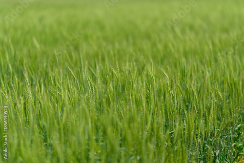Wallpaper Mural A Beautiful, Lush Green Grass Field Resting Under a Clear, Bright Sky Full of Sunshine Torontodigital.ca