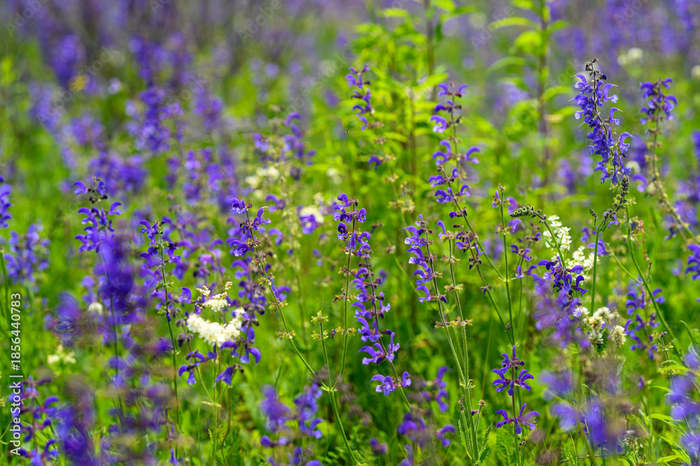 Naklejka premium A Vibrant and Colorful Wildflower Field in Full Bloom, Perfect for Photography and Exploration