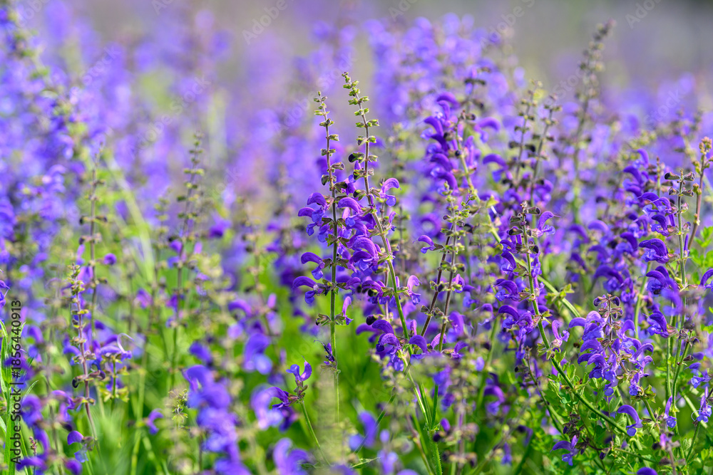 Fototapeta premium The Vibrant Purple Wildflowers are in Full Bloom, showcasing natures stunning beauty today