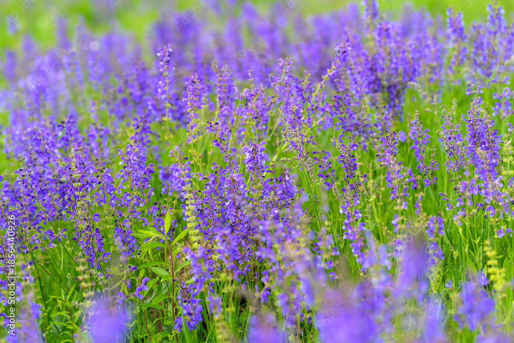 Fototapeta premium A Vibrant Lavender Field Blooming in Full Glory, showcasing its stunning beauty and charm
