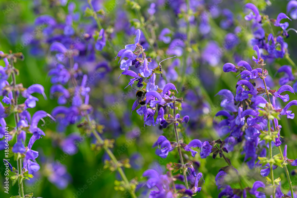 Fototapeta premium Beautiful Purple Blooming Flowers with Bees Buzzing in a Vibrant Lush Garden Setting