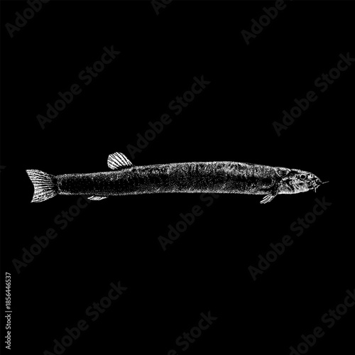 Black Kuhli Loach (Pangio oblonga), featuring its elongated, eel-like body and subtle textures. This monochrome artwork captures the elegant form of a freshwater aquarium fish.