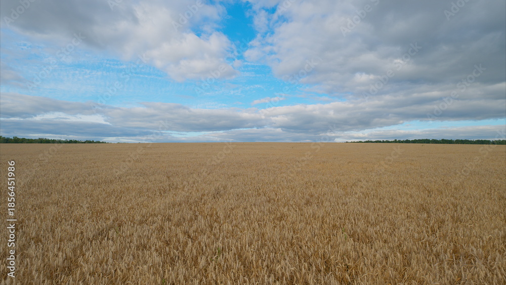 Fototapeta premium A Serene Wheat Field Spreading Out Majestically Under the Expansive Blue Sky Above It