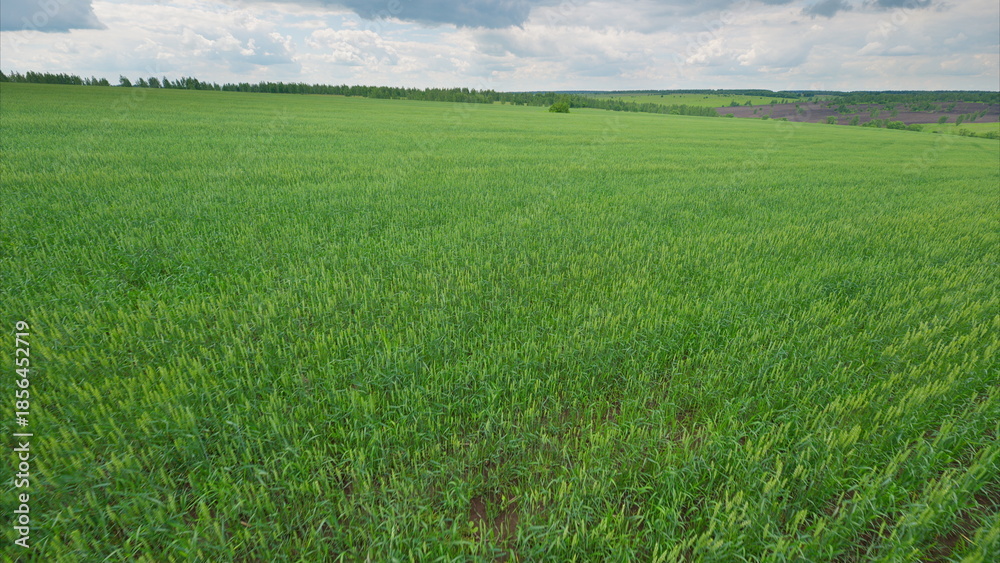 Obraz premium A lush and vibrant green agricultural field brimming with life under overcast, cloudy skies