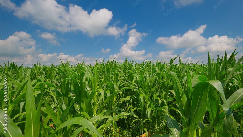 Obraz premium A Thriving and Vibrant Green Cornfield Set Against a Bright Blue Sky with Fluffy Clouds