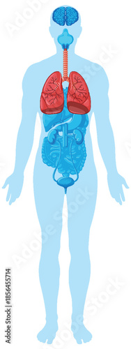 Human Body Diagram Highlighting Lungs and Respiratory System