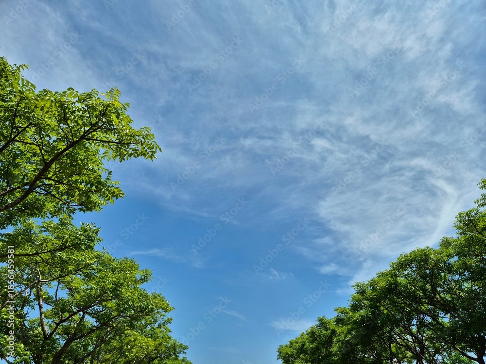 Obraz premium Looking up at green tree leaves framing a bright blue sky on a clear day. Copy space background