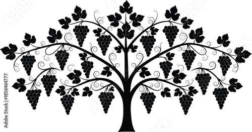 Grapevine tree silhouette illustration, decorative vineyard plant with grapes and leaves, elegant botanical wine design