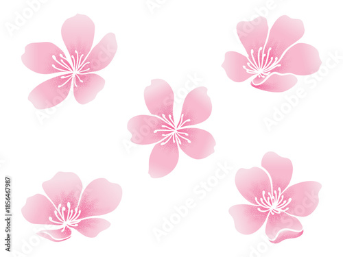 Pink Cherry Blossom Flowers Vector Illustration