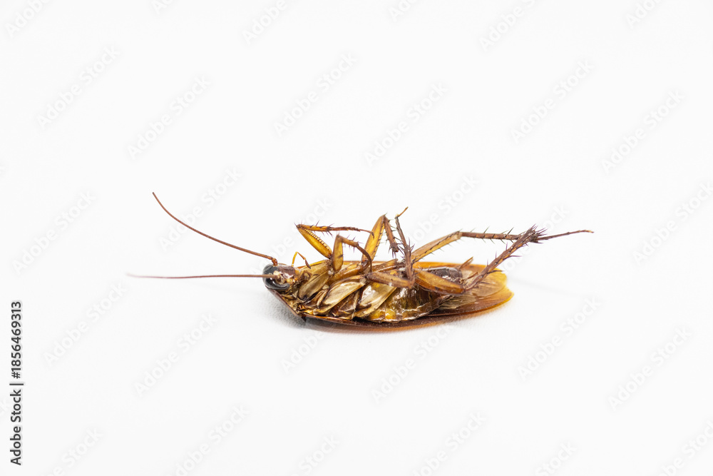 Naklejka premium Dead Cockroach Isolated on White Background, Pest Control Concept