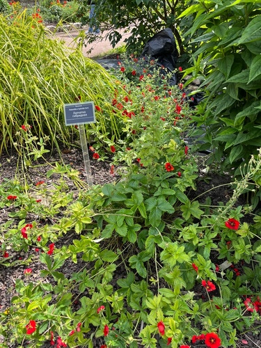 Blooming potentilla atrosanguinea red with orange-red flowers in a summer garden.Flower background