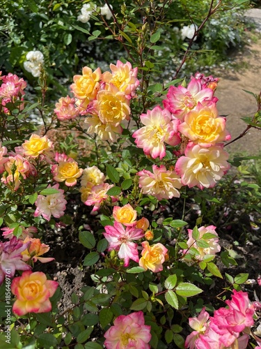 Blooming rose Baby Masquerade with multicolored yellow, coral pink edges in a summer garden.The rose garden.Flower background