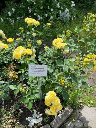 Blooming yellow rose golden border in the summer garden.Landscape design.Flower background