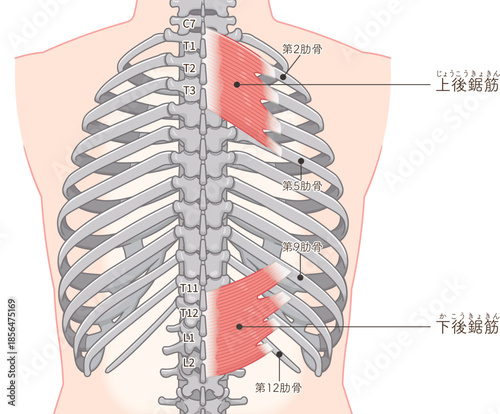 上後鋸筋・下後鋸筋のイラスト、Serratus Posterior illustration
