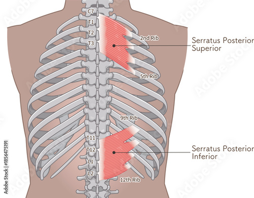 上後鋸筋・下後鋸筋のイラスト、Serratus Posterior illustration