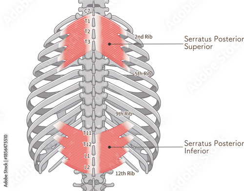 上後鋸筋・下後鋸筋のイラスト、Serratus Posterior illustration