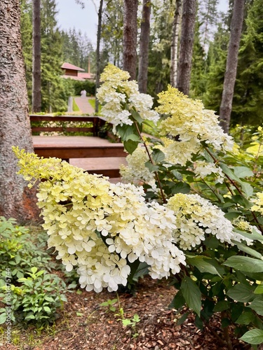 Blooming Hydrangea paniculata Candlelight with elongated white-green inflorescences in a summer garden. Landscape design.Flower background