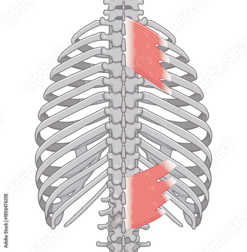 上後鋸筋・下後鋸筋のイラスト、Serratus Posterior illustration