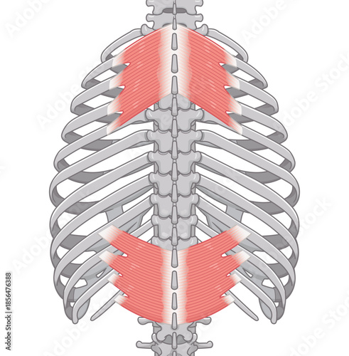 上後鋸筋・下後鋸筋のイラスト、Serratus Posterior illustration