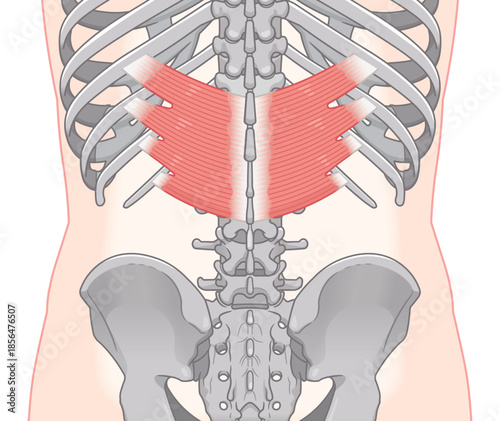 下後鋸筋のイラスト、Serratus Posterior Inferior illustratio
