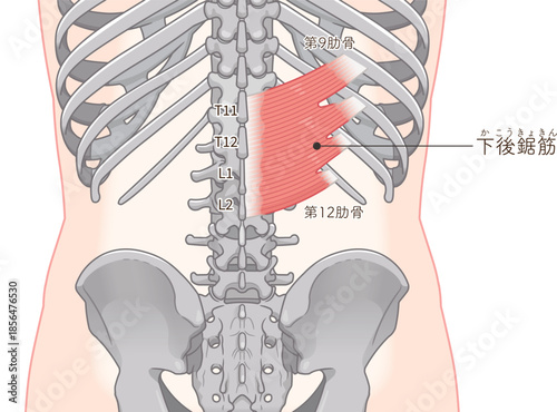 下後鋸筋のイラスト、Serratus Posterior Inferior illustratio