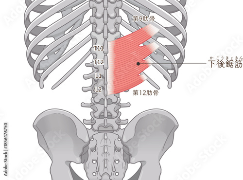 下後鋸筋のイラスト、Serratus Posterior Inferior illustratio