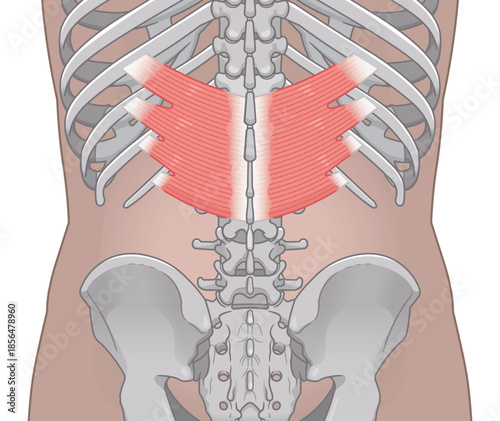 下後鋸筋のイラスト、Serratus Posterior Inferior illustration