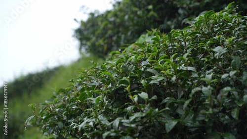 Darjeeling tea is world famous. Water does not accumulate at the base of tea trees on the sloping land of Darjeeling.