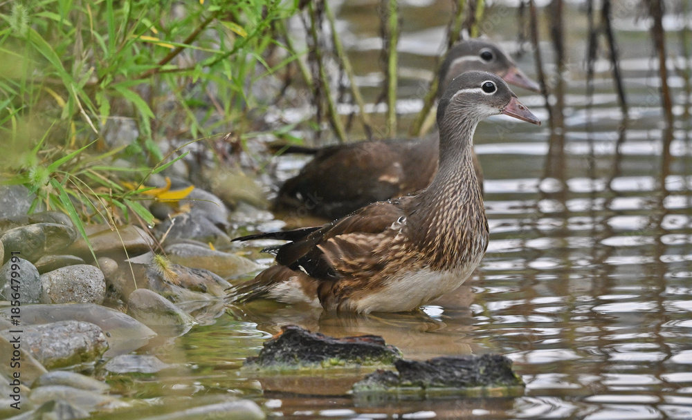 Fototapeta premium Mandarin Ducks Foraging in Wetland Waters