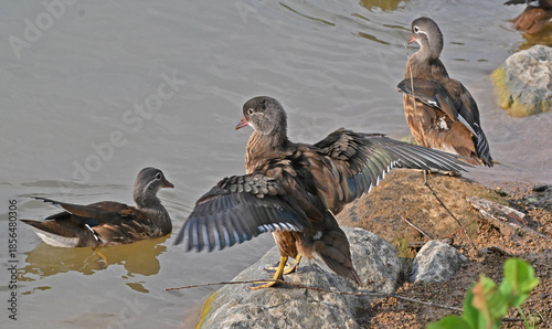 Foto Mandarin Ducks Spreading Wings in Wetland Park Waters