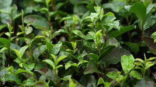 Darjeeling tea is world famous. Water does not accumulate at the base of tea trees on the sloping land of Darjeeling.