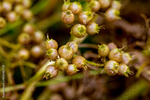 Macro view of immature coriander seeds clustered on a delicate branch, showcasing intricate details of nature's growth cycle