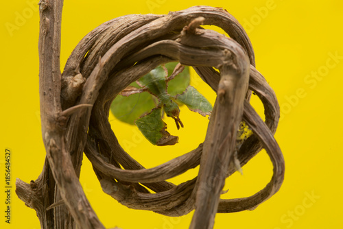 Leaf insect Phyllium pulchrifolium isolated on yellow