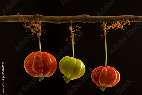 Ants' Collective Effort with Surinam Cherries