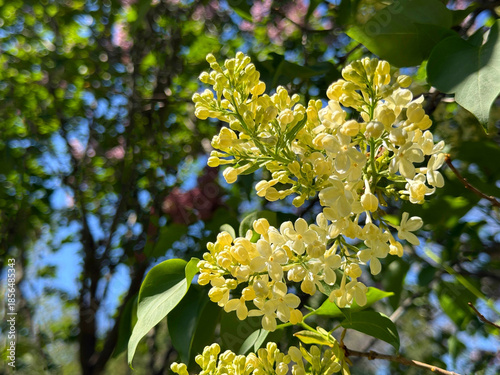 Yellow lilac primrose flowering bush in spring garden.