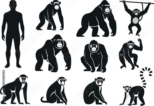 Primate Diversity A Silhouette Collection of Apes, Monkeys, and Lemurs