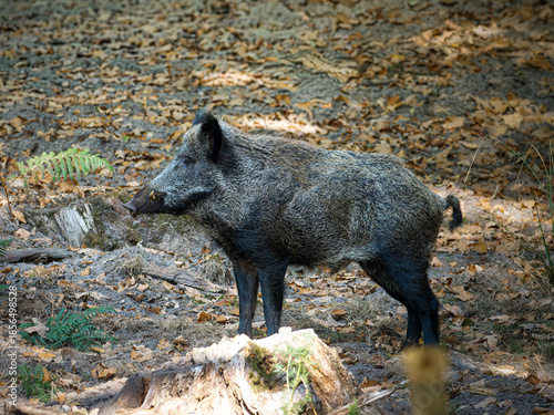Sanglier européen (Sus scrofa scrofa) adulte à l’arrêt en milieu forestier, grand mammifère sauvage terrestre d’Europe