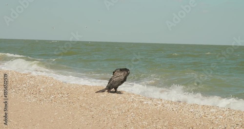 A cormorant on the seashore. A lone great cormorant stands on a sandy shell beach near the shoreline, carefully preening its dark, wet feathers as gentle ocean waves wash over the shore.