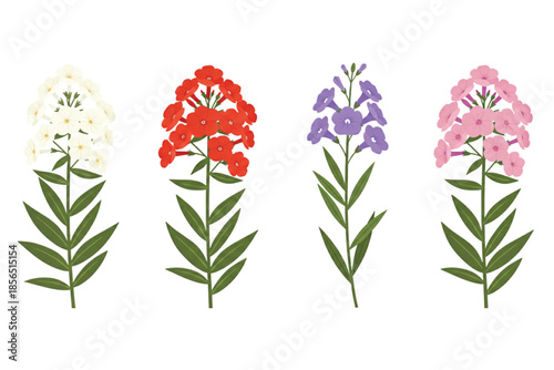 Tropical Botanical Flower Set:  White, Red, Purple, and Pink Summer Phlox.  Vector Illustration. Design Element. Clip art. Suitable for artwork design. Editable for any design.