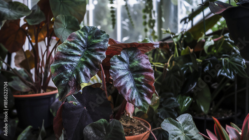 Alocasia Cuprea Red Secret in a pot in a greenhouse, growing and propagating tropical plants as a hobby, an idea for a home summer garden