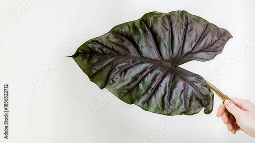 close-up of a leaf of the Alocasia cultivar Cuprea Red Secret held by a gardener-biologist against a neutral white background, copy space about growing plants as a hobby