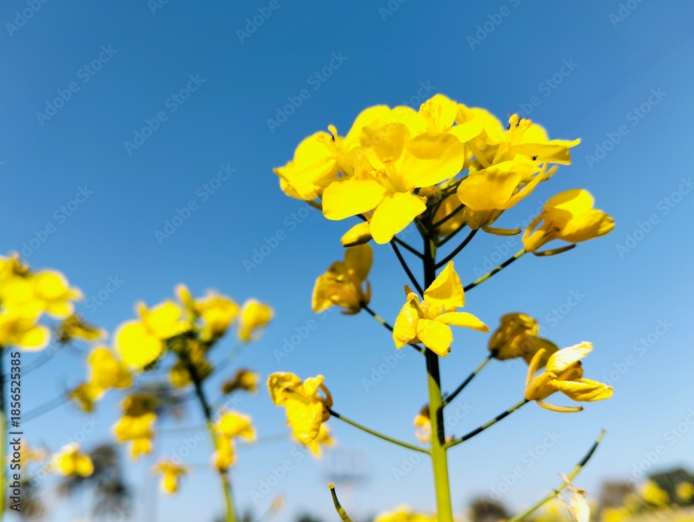 Fototapeta premium yellow flowers on blue sky background