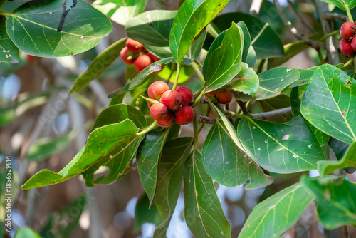 Tableau sur toile banyan tree (ficus benghalensis) fruit and leaves in the tree