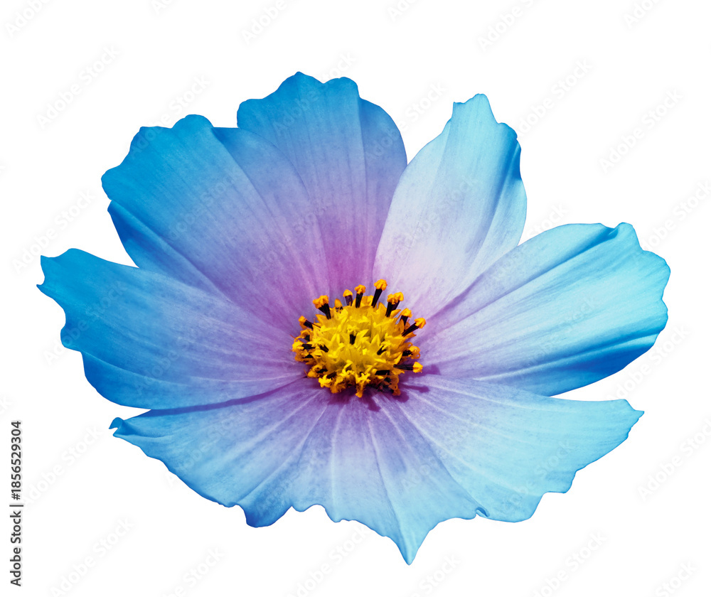 Fototapeta premium flower daisy isolated background. Closeup. Nature. Transparent background. 