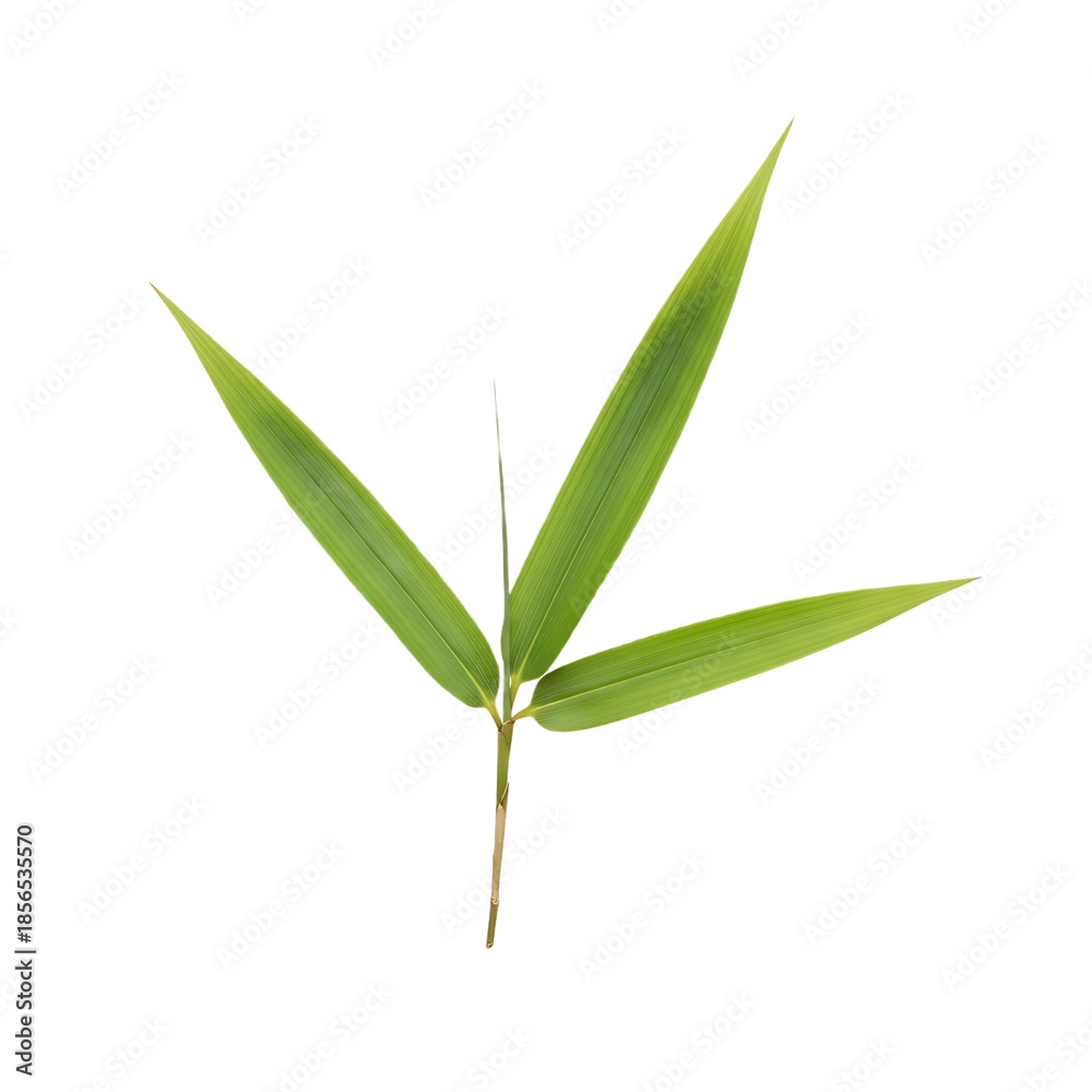 Obraz premium Small Bamboo Sprig with Three Green Leaves on White Background