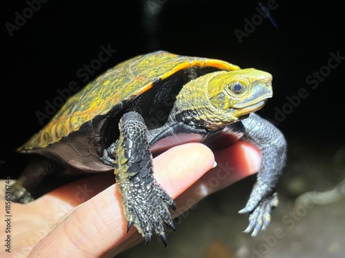 ニホンイシガメ, Japanese pond turtle