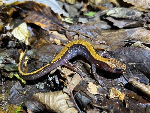 バンダイハコネサンショウウオ, Onychodactylus intermedius