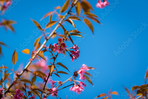 Wild Himalayan Cherry (Prunus cerasoides) blossoms against a clear blue sky in Sapa, Vietnam.