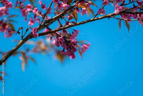 Wild Himalayan Cherry (Prunus cerasoides) blossoms against a clear blue sky in Sapa, Vietnam.